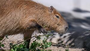 Capybara