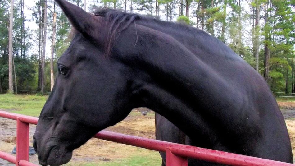 Tennessee-Walking-Horses sollen verboten werden.