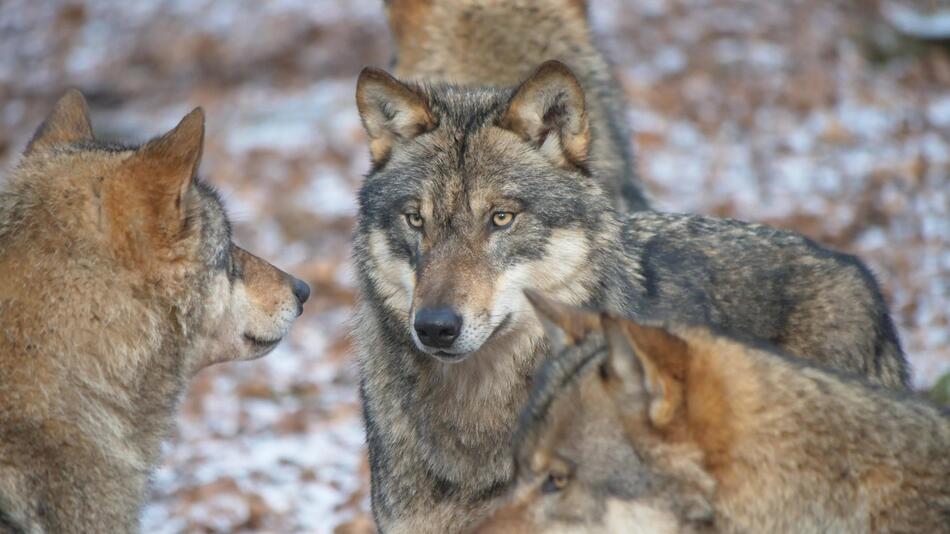 Europäischer Grauwolf
