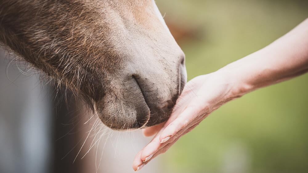 Menschen können Angst der Pferde riechen.