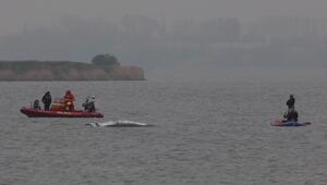 Die teils überraschende Chronologie des Ostsee-Buckelwals