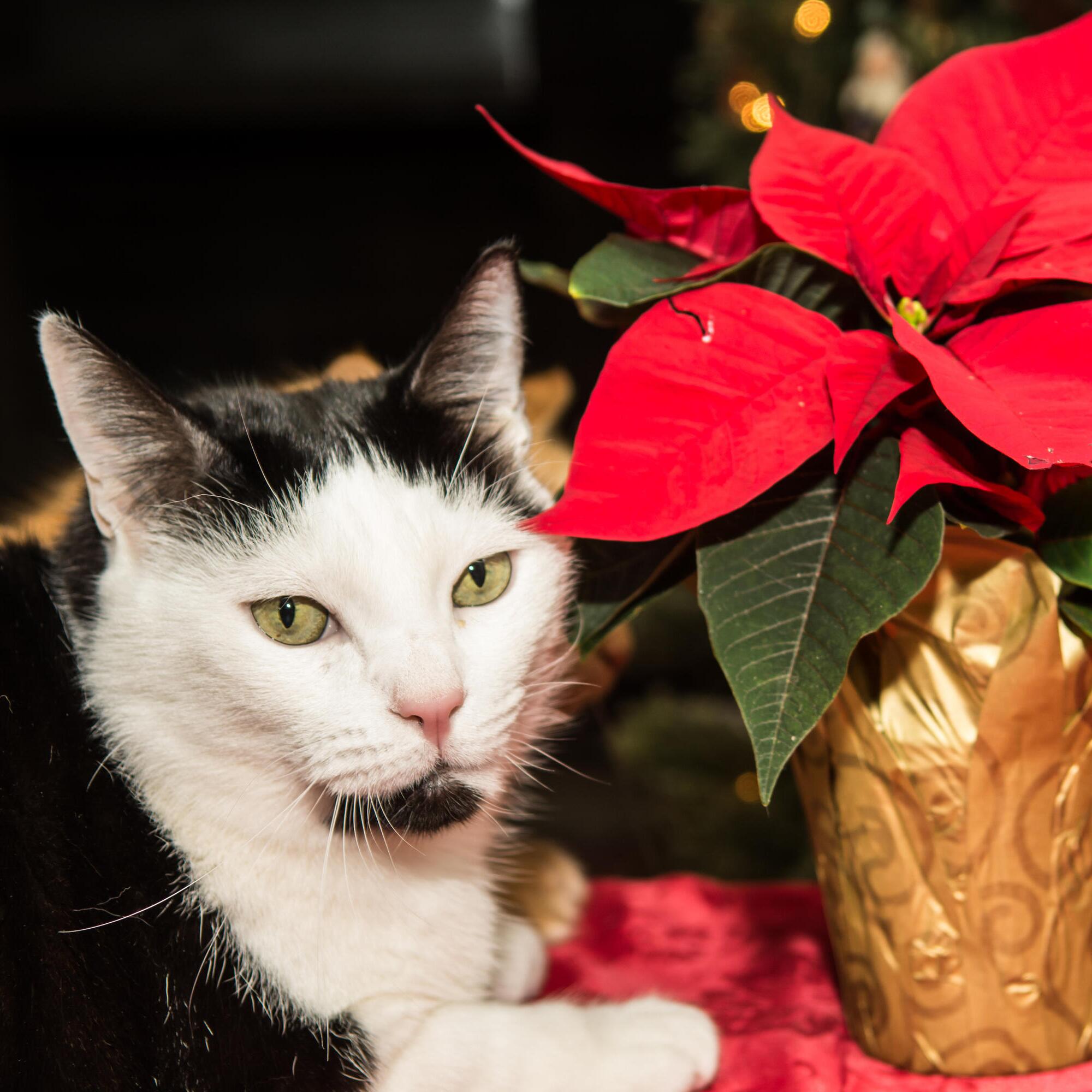 Beliebte Dekopflanze: Wie giftig ist der Adventsstern fr Katzen? | WEB.DE