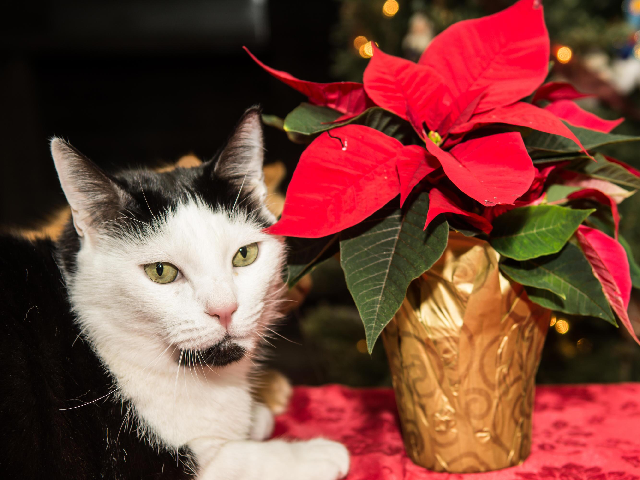 Beliebte Dekopflanze: Wie giftig ist der Adventsstern fr Katzen? | WEB.DE