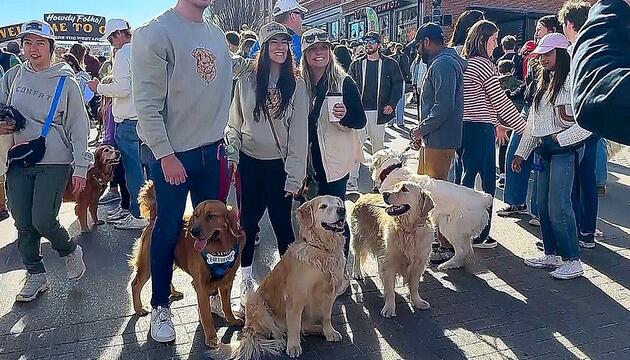 „Goldens in Golden“: Tausende Golden Retriever erobern Stadt in Colorado