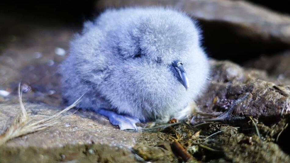 Mäuse bedrohen seltene Vogelart auf Atlantikinsel