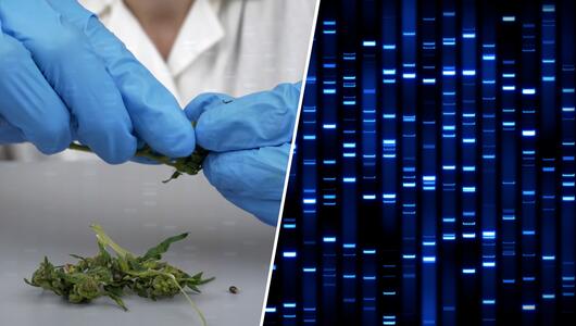 Neue Studie: Cannabis verändert die DNA und kann Psychosen auslösen