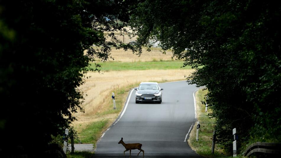 Ein Reh überquert eine Straße