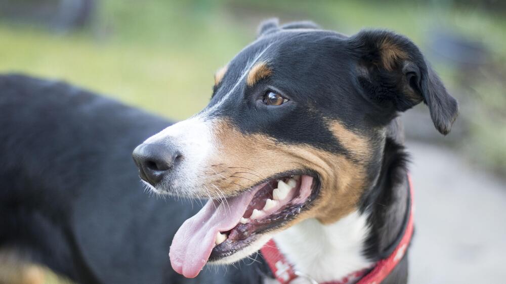 Einige sehen die Kreuzfahrten mit Hund kritisch.