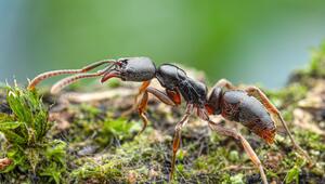 Asiatische Nadelameise 