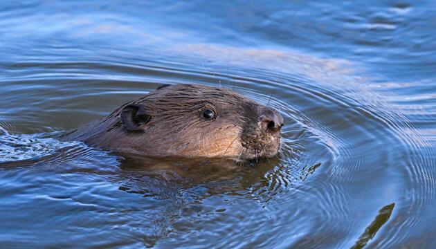 Ein Biber schwimmt im Grenzfluss Oder im Oderbruch