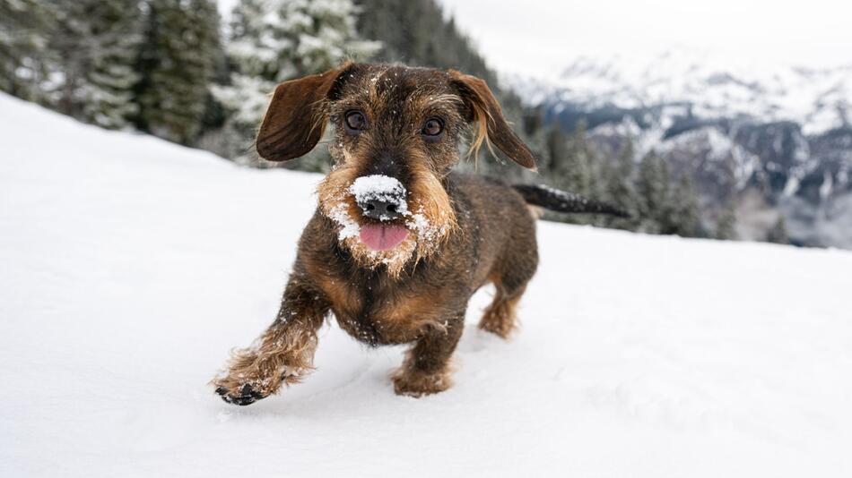 Ein Dackel im Tiefschnee