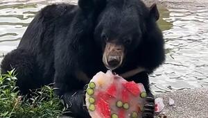 Gefrorene Früchte gegen die Hitze – so bleiben Schwarzbären cool