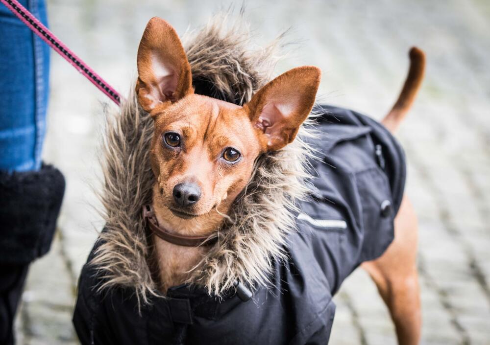 Pinscher im Pelzmantel