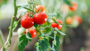 Tomatenpflanze