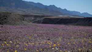 Death Valley erlebt seltenen Super-Bloom