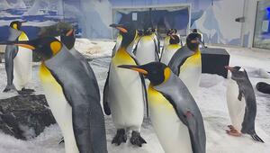 Studie: Pinguine fühlen sich besonders von weißem Plastik angezogen