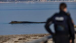 Ein Wal ist an der Ostseeküste vor Niendorf gestrandet