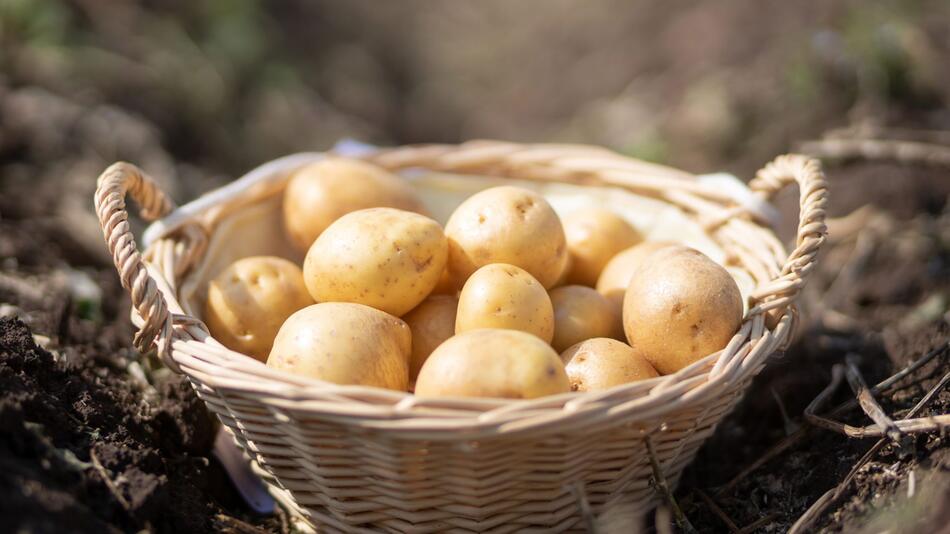 Gute Kartoffelernte in Thüringen