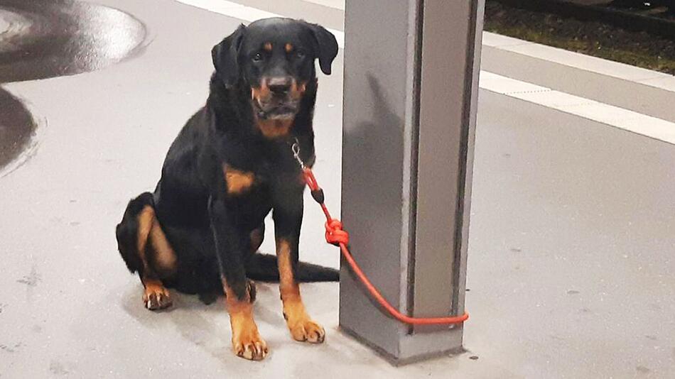 Rottweiler überfordert Halter