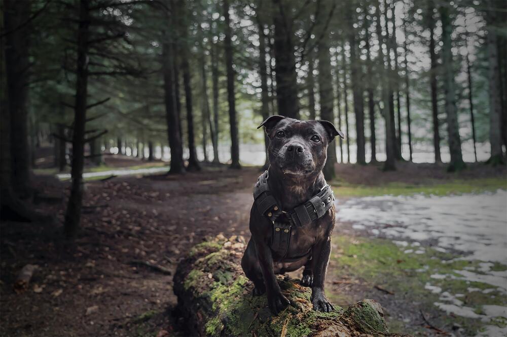 Staffordshire Bull Terrier sind sehr liebevoll.