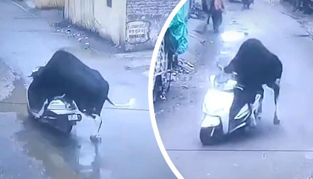 Stier steigt auf Roller – und fährt direkt gegen die Wand