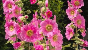 Stockrose, Garten