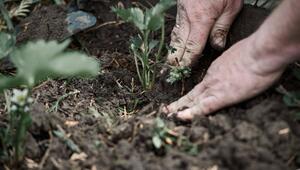 Gartenarbeit
