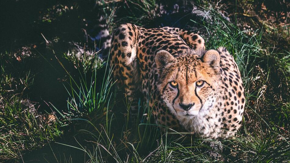 Gepard soll in Indien wieder angesiedelt werden.