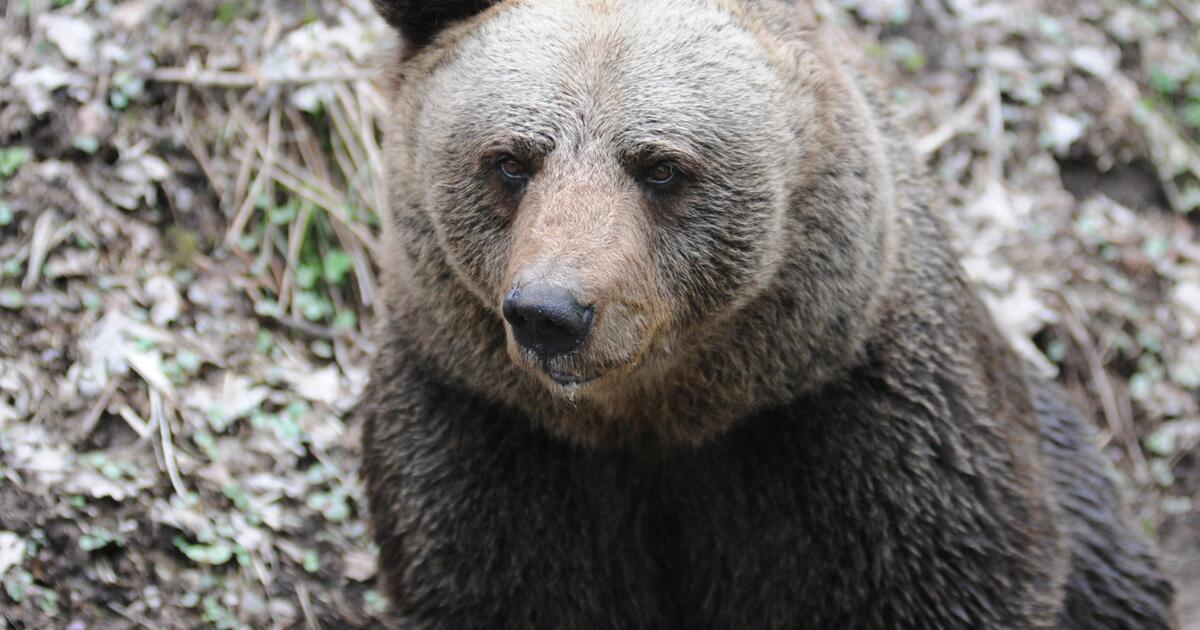 Orso bruno ucciso a colpi di arma da fuoco nel parco nazionale italiano