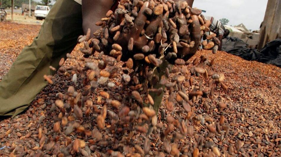 Kakao in Westafrika