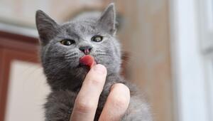 Katze