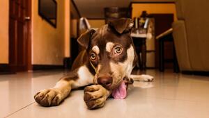 Warum die Pfoten Deines Hundes im Sommer jucken