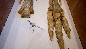 Frankreich gibt geraubtes Dino-Skelett an Mongolei zurück