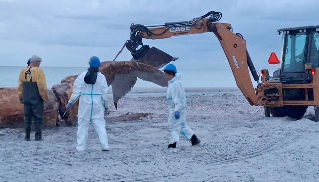 Weitere Entwicklung zum Buckelwal in der Ostsee