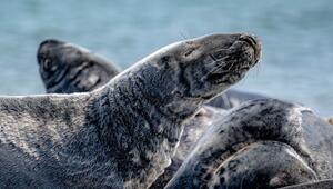 Kegelrobben-Bestand im Wattenmeer