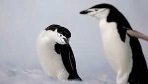 Zwei Drittel weniger: Zügelpinguine in der Antarktis dramatisch dezimiert