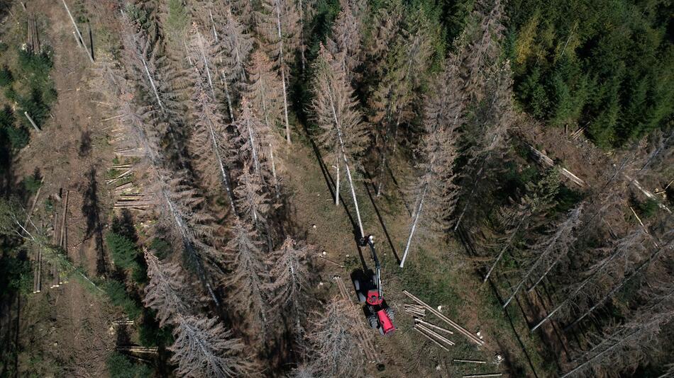 Wald in Rheinland-Pfalz