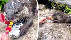 Otter auf Raubzug: Tierischer Dieb liefert sich Duell um Autoschlüssel
