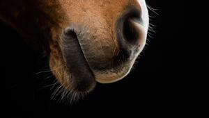 Pferd