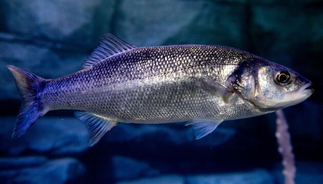 Wolfsbarsch im Nordsee-Bereich des Aquarium Wilhelmshaven