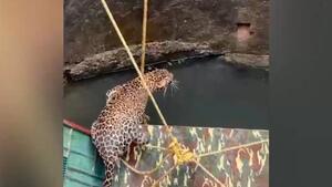 Leopard fällt in Brunnen: Herausforderung für die Retter
