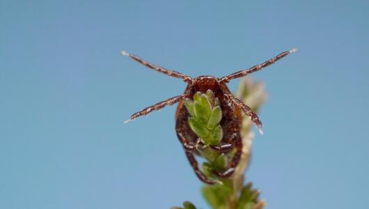 Unschönes Mitbringsel: In einem Weihnachtsbaum leben tausende Insekten