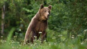 Braunbär in Rumänien