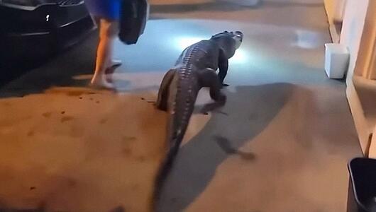 Alligator treibt sich vor Motel in Virginia herum – Polizist erlebt Überraschung