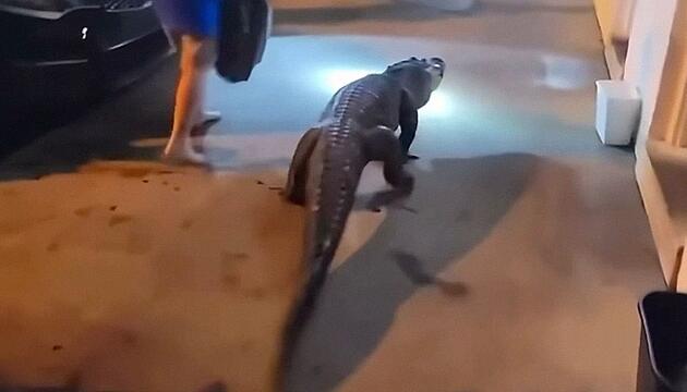 Alligator treibt sich vor Motel in Virginia herum – Polizist erlebt Überraschung
