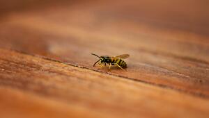 Wespe auf Holz