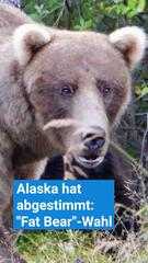 Alaska hat abgestimmt: Grazer hat die kuriose Fat Bear-Wahl gewonnen