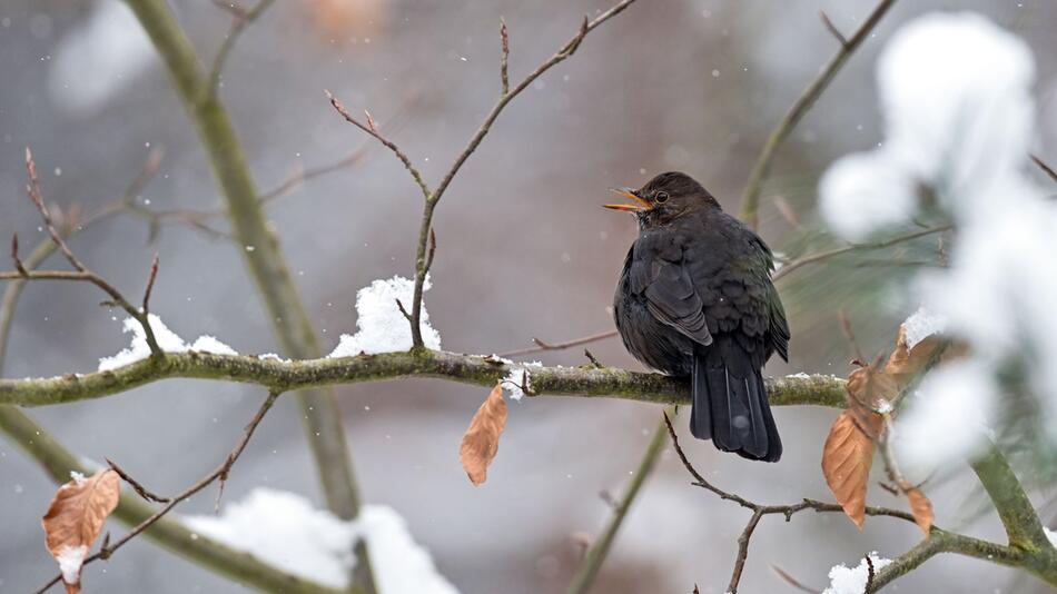 Amsel