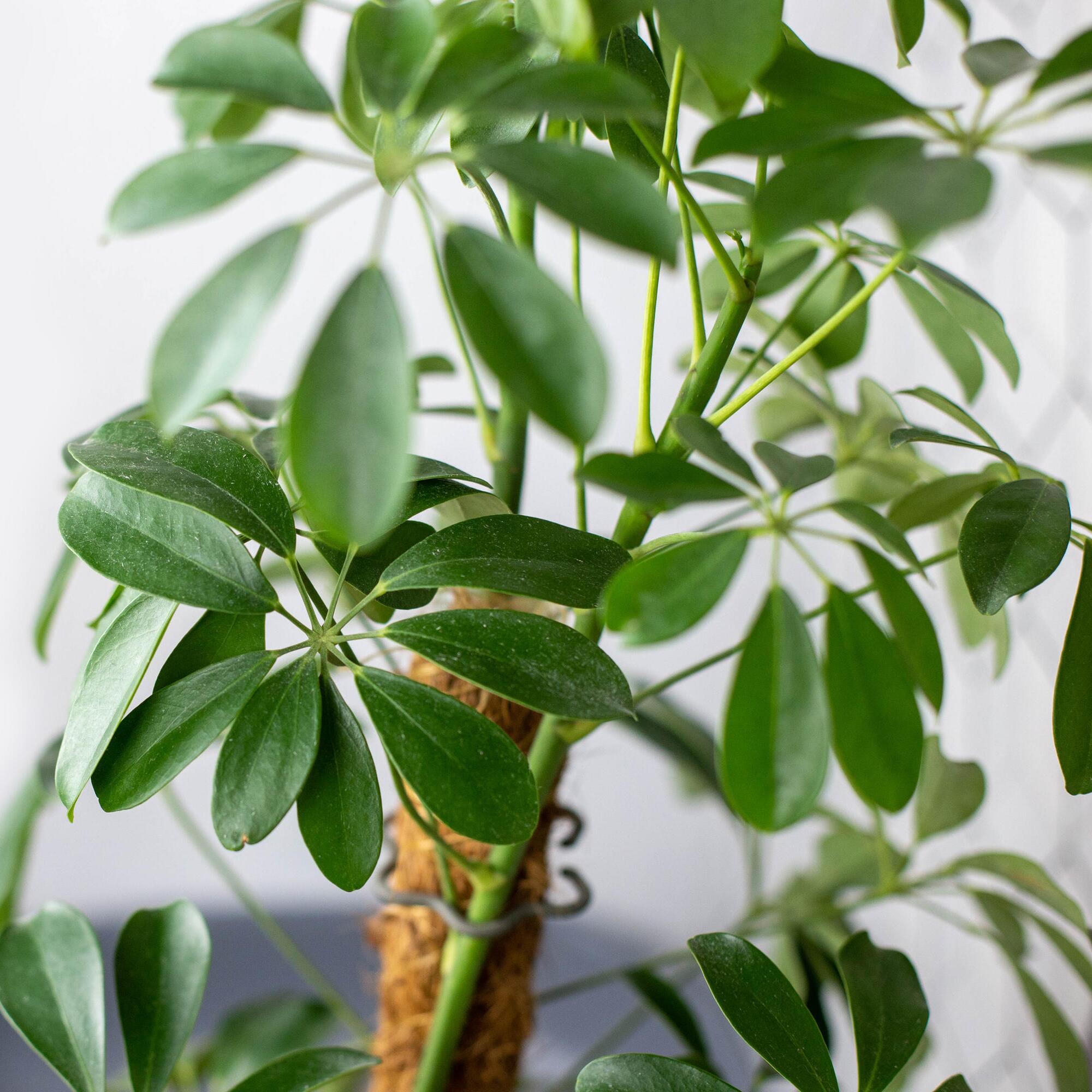 Pflege der Strahlenaralie: So gedeiht die Schefflera optimal | WEB.DE