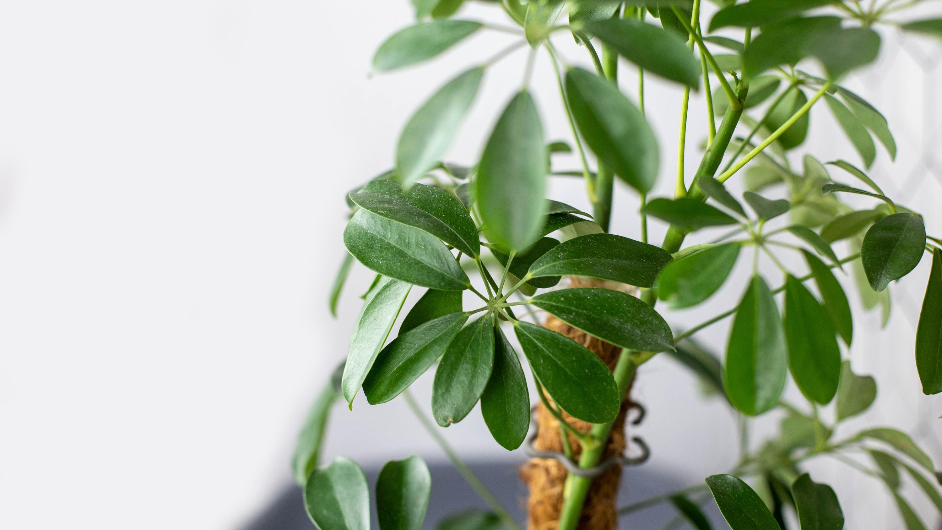 Pflege der Strahlenaralie: So gedeiht die Schefflera optimal | WEB.DE